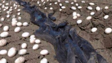 Photo of Farmer Finds Hundreds Of Strange Eggs In His Crops – But When They Hatch, He Bursts Into Tears