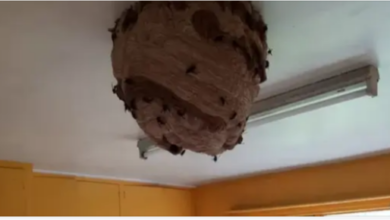 Photo of Large Asian Hornet nests found in abandoned house promoting fresh warnings