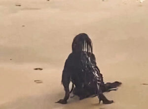 Photo of While Sunbathing on the Beach, a Man Photographs a Horrific Creature…You Will Be Surprised to Know What it Really Was…