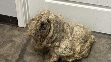 Photo of Shelter rescues neglected dog covered in three pounds of matted fur — he looks completely different after makeover