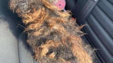 Photo of Rescue Takes In Severely Matted Dog Who Looks Like A Wig — Today She’s Unrecognizable.